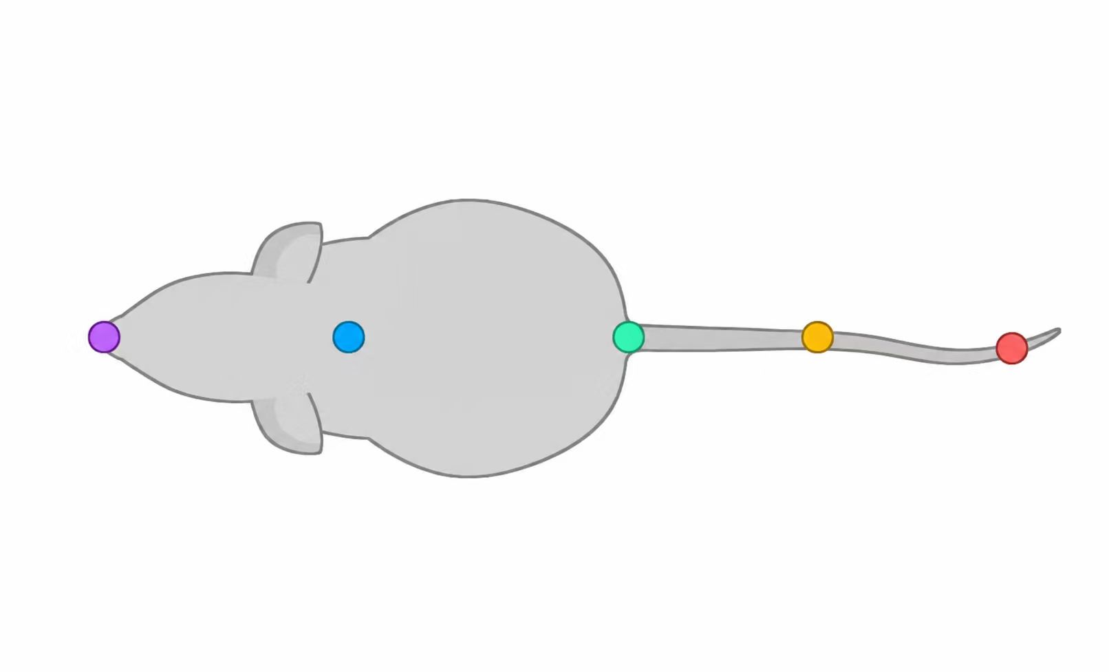 DLC keypoint definition
